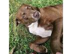 Adopt Brownie a Brown/Chocolate Labrador Retriever / Mixed dog in Springfield