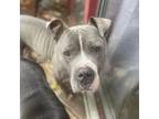 Adopt Knox a Pit Bull Terrier, Mixed Breed