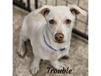 Adopt Trouble a White Dachshund / Mixed dog in Phelan, CA (38961032)