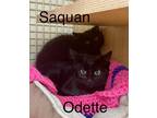 Adopt Odette (23-587) a All Black Domestic Shorthair / Mixed cat in York County