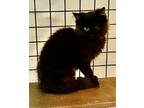 Adopt Arturo (23-585) a All Black Domestic Longhair / Mixed cat in York County