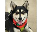 Adopt Pablo Picasso a Black - with Tan, Yellow or Fawn Husky / Mixed dog in