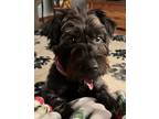 Adopt Lily a Black Cairn Terrier / Mixed dog in Greencastle, IN (39061372)