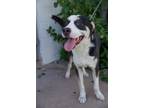 Adopt Walker a Tricolor (Tan/Brown & Black & White) Border Collie / Mixed dog in