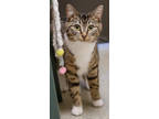 Adopt Ally a Brown or Chocolate Domestic Shorthair / Domestic Shorthair / Mixed