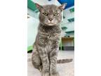 Adopt Hissyphus a Domestic Short Hair