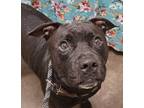 Adopt Kite a Pit Bull Terrier / Mixed dog in Lexington, KY (38943434)