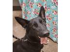 Adopt Riley a German Shepherd Dog / Mixed dog in Lexington, KY (39039884)