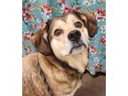 Adopt Vicky a Shepherd (Unknown Type) / Hound (Unknown Type) / Mixed dog in