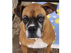 Adopt Abby a Boxer / Mixed dog in Lexington, KY (39070967)