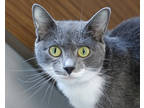 Adopt ROSEMARY a Gray or Blue Domestic Shorthair / Mixed cat in West Seneca
