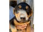 Adopt Baby Stetson - Courtesy Post a Black - with Brown, Red, Golden