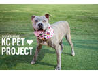 Adopt Sunshine a Gray/Blue/Silver/Salt & Pepper American Pit Bull Terrier /