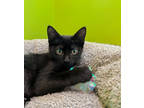 Adopt Goofy (PetSmart S Claiborne) a All Black Domestic Shorthair / Domestic