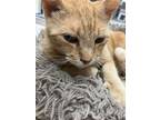 Adopt CHEETO a Orange or Red Domestic Shorthair / Domestic Shorthair / Mixed cat