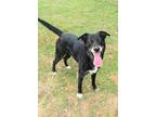 Adopt Xavier a Black Labrador Retriever / Mixed dog in Gulfport, MS (38978325)