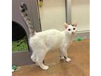 Adopt Ivern a White (Mostly) Domestic Shorthair / Mixed (short coat) cat in