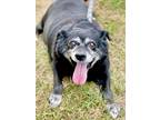 Adopt Rascal a Black Terrier (Unknown Type, Small) / Pug / Mixed dog in