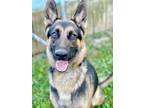 Adopt Louis a Black German Shepherd Dog / Mixed dog in Anderson, IN (38995918)