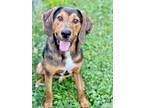 Adopt Yoshi a Black Black and Tan Coonhound / Bloodhound / Mixed dog in