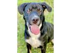 Adopt Bradley a Black Shar Pei / Terrier (Unknown Type, Small) / Mixed dog in
