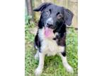 Adopt Jimmy a Black Collie / Mixed dog in Anderson, IN (38995923)