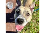 Adopt Darla a Tan/Yellow/Fawn Labrador Retriever / Mixed dog in Dallas