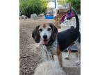 Adopt Eggster a Tricolor (Tan/Brown & Black & White) Beagle / Mixed dog in Las