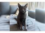Adopt Madeline a Gray or Blue Domestic Shorthair / Mixed cat in Los Angeles