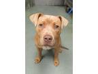 Adopt Goose a American Staffordshire Terrier