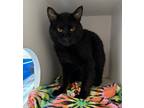 Adopt Cooper a Domestic Shorthair / Mixed cat in Silverdale, WA (38919050)