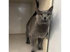 Adopt Wolf a Gray or Blue Domestic Shorthair / Mixed cat in Conway