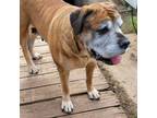 Adopt Greta a Tan/Yellow/Fawn Mastiff / Mixed dog in Kingman, KS (39000892)