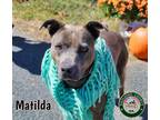 Adopt 23-08-2594a Matilda a Pit Bull Terrier / Mixed dog in Dallas