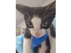 Adopt Sir Kix A Lot a Domestic Shorthair / Mixed cat in Birdsboro, PA (39055466)