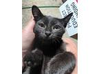 Adopt Charlie a All Black Domestic Shorthair / Mixed cat in Columbus