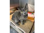 Adopt Kerry a Domestic Shorthair / Mixed (short coat) cat in Athens
