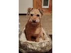 Adopt Jasper a Tan/Yellow/Fawn Terrier (Unknown Type, Medium) / Mixed dog in