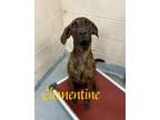 Adopt Clementine 122724 a Brindle Hound (Unknown Type) dog in Joplin