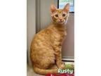 Adopt Rusty 26886 a Orange or Red Domestic Shorthair (short coat) cat in Joplin