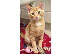 Adopt Sunny 26885 a Orange or Red Domestic Shorthair (short coat) cat in Joplin