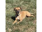 Adopt Sierra a Tan/Yellow/Fawn - with Black Feist / Labrador Retriever dog in