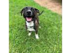 Adopt Lilith a Brindle Pit Bull Terrier / Mixed dog in Roswell, GA (38974206)