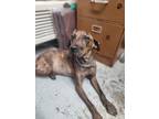 Adopt Doug a Brindle Mountain Cur / Mixed dog in Greenville, KY (38927029)