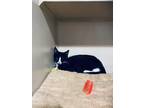 Adopt Angelo a Domestic Shorthair / Mixed cat in Calverton, NY (39003530)