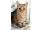 Adopt Bubbles (bonded with Cleocatra) a Orange or Red Domestic Shorthair / Mixed