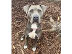 Adopt Vichy a Gray/Blue/Silver/Salt & Pepper American Pit Bull Terrier / Mixed