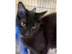 Adopt Ruben a All Black Domestic Longhair / Domestic Shorthair / Mixed cat in