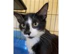 Adopt Sylvestor a All Black Domestic Longhair / Domestic Shorthair / Mixed cat