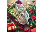 Adopt Fawn a Gray or Blue Domestic Shorthair / Domestic Shorthair / Mixed cat in